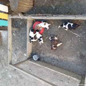 catei jack russel terier - imagine 4