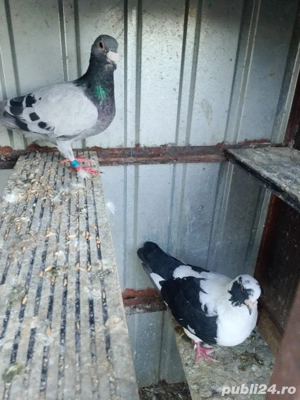 porumbei de rasa - imagine 2