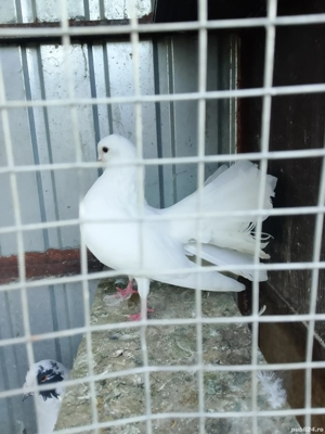 porumbei de rasa - imagine 3