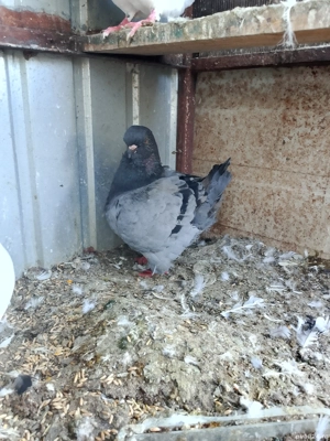 porumbei de rasa - imagine 4