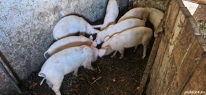 purcei de vânzare  - imagine 3