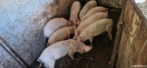 purcei de vânzare  - imagine 2