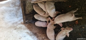 purcei de vânzare  - imagine 5