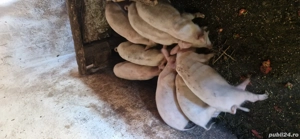 purcei de vânzare  - imagine 4