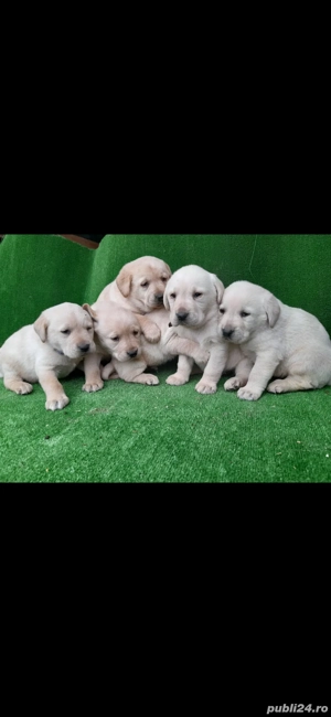 Puiuți Labrador Auriu de excepție
