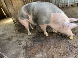 Porci de vanzare 