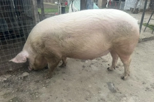 Porci de vanzare
