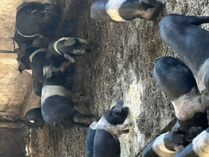 Porc Basna cu certificat de origine - imagine 3