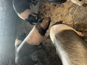 Porc Basna cu certificat de origine - imagine 5