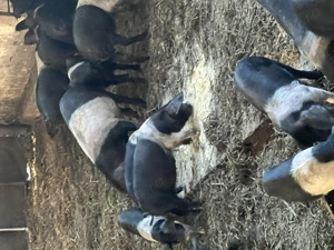 Porc Basna cu certificat de origine - imagine 4