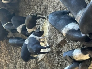 Porc Basna cu certificat de origine - imagine 2