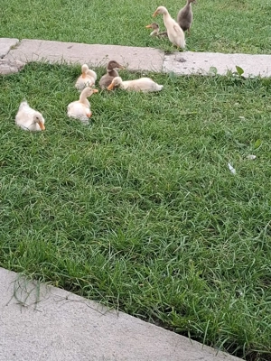 Rațe indiene de vanzare