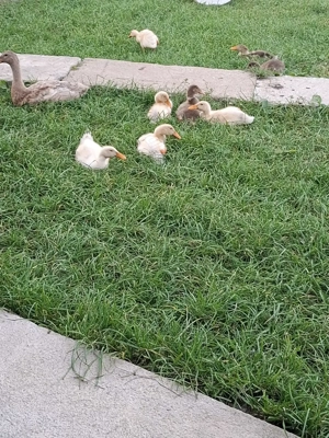 Rațe indiene de vanzare - imagine 2 Rațe indiene de vanzare - imagine 2