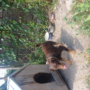 Vand femela jagdterrier  - imagine 2