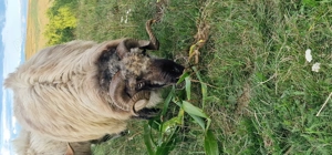 Vând berbeci  sau schimb cu oi