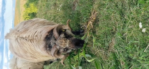 Vând berbeci  sau schimb cu oi - imagine 2