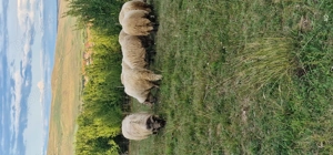 Vând berbeci  sau schimb cu oi - imagine 3