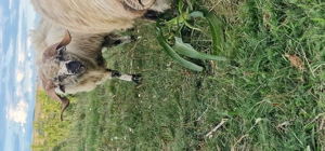 Vând berbeci  sau schimb cu oi - imagine 4