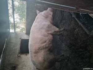 Vând porci  - imagine 2