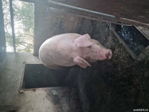 Vând porci  - imagine 3