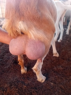 Vând capre cu 360 lei buc negociabil 