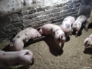 vand purcei pietrain