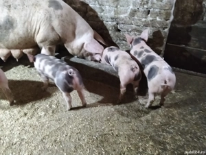 vand purcei pietrain - imagine 2