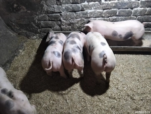 vand purcei pietrain - imagine 3