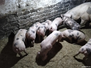 vand purcei pietrain - imagine 5