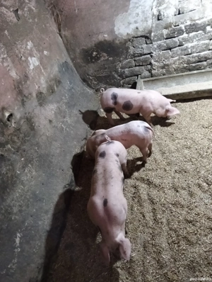 vand purcei pietrain - imagine 4