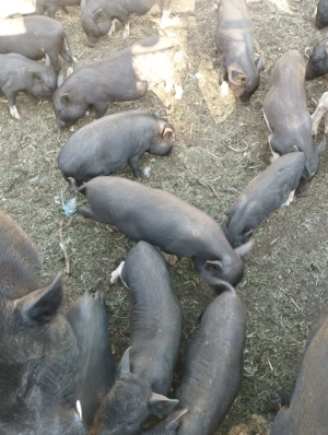 Vand porci vietnamezi