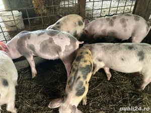 purcei de vanzare - imagine 2