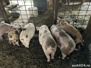 purcei de vanzare - imagine 4
