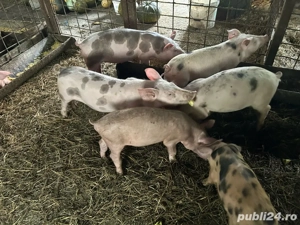 purcei de vanzare - imagine 5