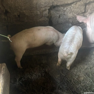 vand purcei de 6 saptamani