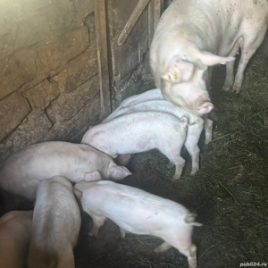 vand purcei de 6 saptamani - imagine 2