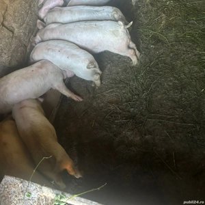 vand purcei de 6 saptamani - imagine 3