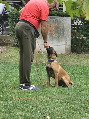 Pui ciobanesc belgian  malinois cu dresaj de bsza de vanzare - imagine 3