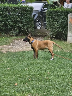 Pui ciobanesc belgian  malinois cu dresaj de bsza de vanzare - imagine 4