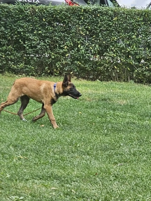 Pui ciobanesc belgian  malinois cu dresaj de bsza de vanzare - imagine 2