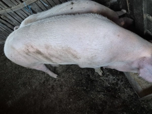 Porc de vânzare disponibil în comuna Celaru jud Dolj