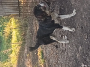 vand femela ciobanesc de.bucovina - imagine 2