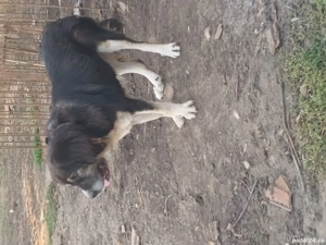 vand femela ciobanesc de.bucovina - imagine 5