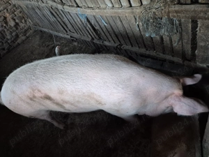 Porc de vânzare disponibil în comuna Celaru jud Dolj - imagine 2