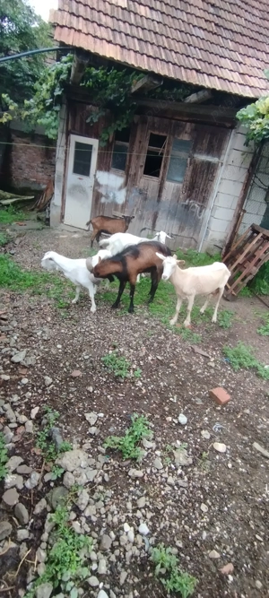 Vând 4 capre și un țap alpin francez  - imagine 2 Vând 4 capre și un țap alpin francez  - imagine 2