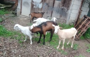 Vând 4 capre și un țap alpin francez 