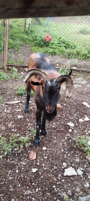 Vând 4 capre și un țap alpin francez  - imagine 3 Vând 4 capre și un țap alpin francez  - imagine 3