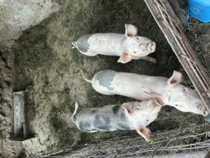 Porci de vânzare  - imagine 2 Porci de vânzare  - imagine 2