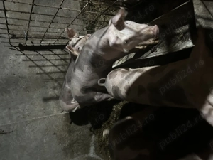 Porci de vânzare 