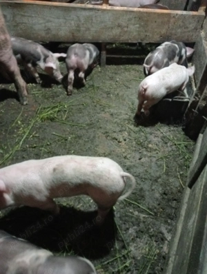 Vând purcei rasa de carne 